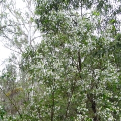 Prostanthera lasianthos at Paddys River, ACT - 30 Nov 2014 11:58 AM