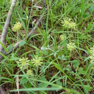 Hydrocotyle laxiflora (Stinking Pennywort) at Tidbinbilla Nature Reserve - 30 Nov 2014 by galah681