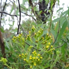 Senecio bathurstianus (Rough Fireweed) at Tidbinbilla Nature Reserve - 30 Nov 2014 by galah681