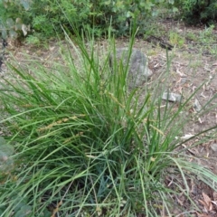 Lomandra longifolia (Spiny-headed Mat-rush, Honey Reed) at Paddys River, ACT - 30 Nov 2014 by galah681