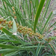 Lomandra longifolia at Paddys River, ACT - 30 Nov 2014