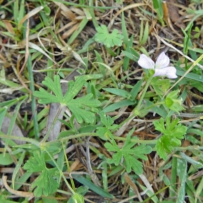 Geranium solanderi var. solanderi (Native Geranium) at Paddys River, ACT - 30 Nov 2014 by galah681