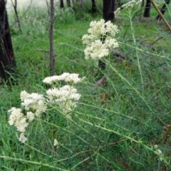 Cassinia longifolia (Shiny Cassinia, Cauliflower Bush) at Tidbinbilla Nature Reserve - 30 Nov 2014 by galah681