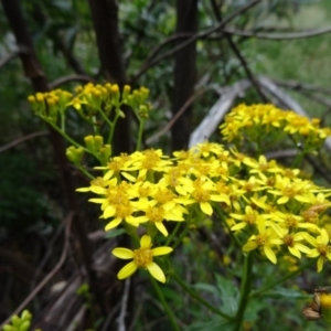 Senecio linearifolius var. latifolius at Paddys River, ACT - 30 Nov 2014 12:07 PM