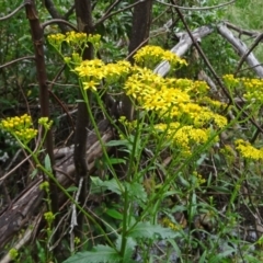 Senecio linearifolius var. latifolius at Paddys River, ACT - 30 Nov 2014 12:07 PM