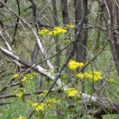 Senecio linearifolius var. latifolius at Paddys River, ACT - 30 Nov 2014 12:07 PM