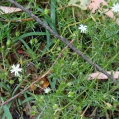 Stellaria pungens (Prickly Starwort) at Tidbinbilla Nature Reserve - 30 Nov 2014 by galah681