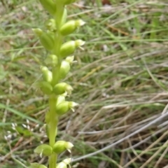 Microtis sp. (Onion Orchid) at Paddys River, ACT - 30 Nov 2014 by galah681