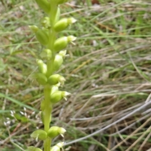 Microtis sp. at Paddys River, ACT - 30 Nov 2014