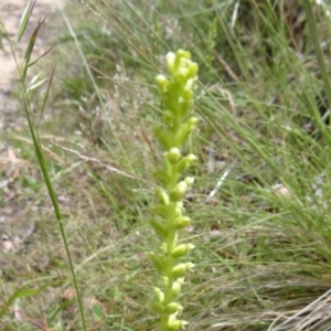 Microtis sp. at Paddys River, ACT - 30 Nov 2014