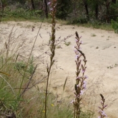 Stylidium graminifolium (grass triggerplant) at Paddys River, ACT - 30 Nov 2014 by galah681