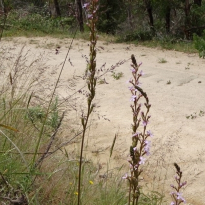 Stylidium graminifolium (grass triggerplant) at Paddys River, ACT - 30 Nov 2014 by galah681