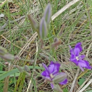 Thysanotus tuberosus subsp. tuberosus at Paddys River, ACT - 30 Nov 2014 12:30 PM