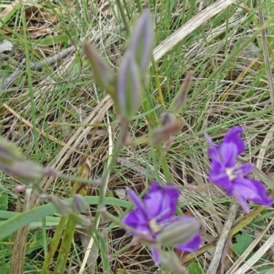 Thysanotus tuberosus subsp. tuberosus (Common Fringe-lily) at Paddys River, ACT - 30 Nov 2014 by galah681