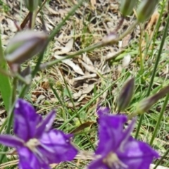 Thysanotus tuberosus subsp. tuberosus at Paddys River, ACT - 30 Nov 2014 12:30 PM