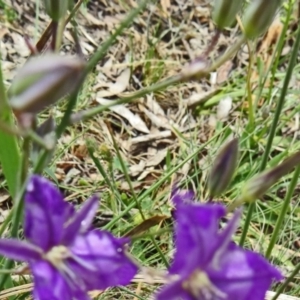 Thysanotus tuberosus subsp. tuberosus at Paddys River, ACT - 30 Nov 2014 12:30 PM