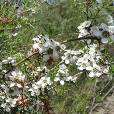 Leptospermum continentale (Prickly Teatree) at Tidbinbilla Nature Reserve - 30 Nov 2014 by galah681