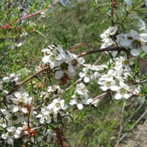 Leptospermum continentale at Paddys River, ACT - 30 Nov 2014