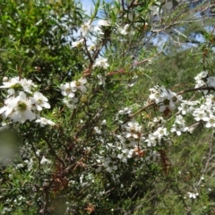 Leptospermum continentale at Paddys River, ACT - 30 Nov 2014 01:22 PM