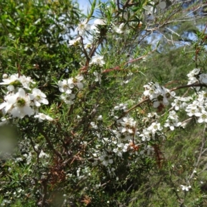 Leptospermum continentale at Paddys River, ACT - 30 Nov 2014