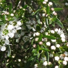 Kunzea ericoides (Burgan) at Tidbinbilla Nature Reserve - 30 Nov 2014 by galah681