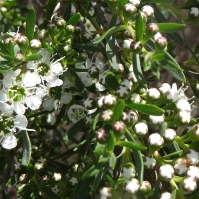 Kunzea ericoides (Burgan) at Paddys River, ACT - 30 Nov 2014 by galah681