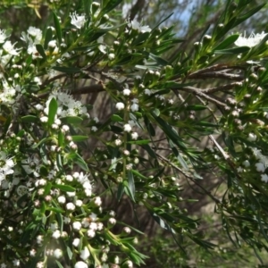 Kunzea ericoides at Paddys River, ACT - 30 Nov 2014 01:29 PM