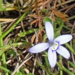 Isotoma fluviatilis subsp. australis (Swamp Isotome) at Paddys River, ACT - 30 Nov 2014 by galah681