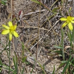 Tricoryne elatior (Yellow Rush Lily) at Paddys River, ACT - 30 Nov 2014 by galah681