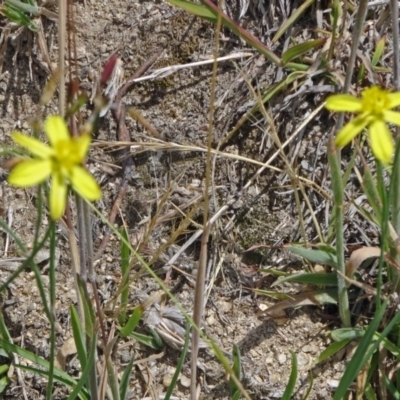 Tricoryne elatior (Yellow Rush Lily) at Tidbinbilla Nature Reserve - 30 Nov 2014 by galah681