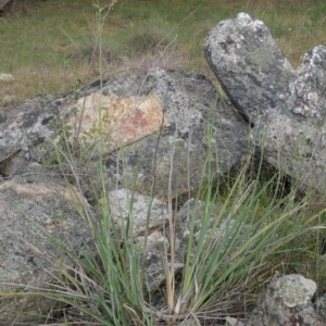 Dianella sp. aff. longifolia (Benambra) at Tennent, ACT - 11 Nov 2014