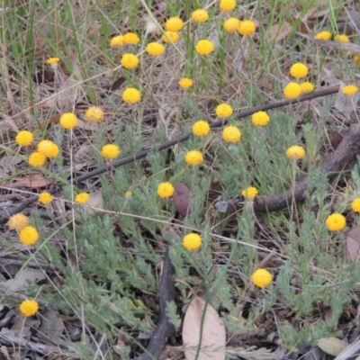 Leptorhynchos squamatus (Scaly Buttons) at Namadgi National Park - 11 Nov 2014 by MichaelBedingfield