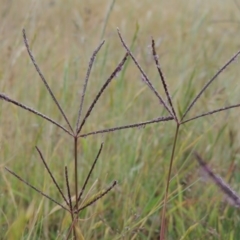 Cynodon dactylon (Couch Grass) at Tennent, ACT - 11 Nov 2014 by MichaelBedingfield