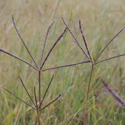 Cynodon dactylon (Couch Grass) at Namadgi National Park - 11 Nov 2014 by MichaelBedingfield