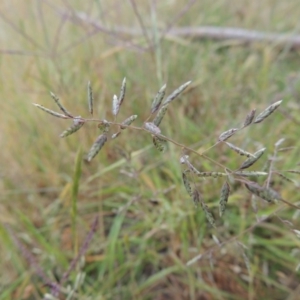 Eragrostis brownii at Tennent, ACT - 11 Nov 2014 07:04 PM