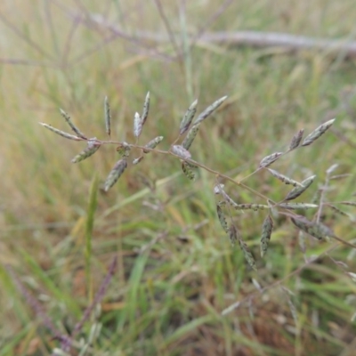 Eragrostis brownii (Common Love Grass) at Tennent, ACT - 11 Nov 2014 by MichaelBedingfield