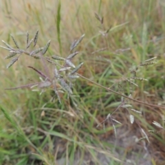 Eragrostis brownii at Tennent, ACT - 11 Nov 2014