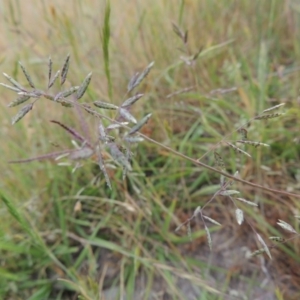 Eragrostis brownii at Tennent, ACT - 11 Nov 2014 07:04 PM