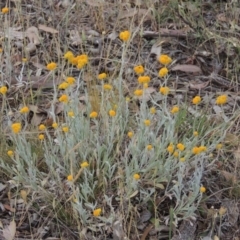 Chrysocephalum apiculatum (Common Everlasting) at Tennent, ACT - 11 Nov 2014 by MichaelBedingfield