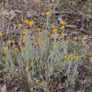 Chrysocephalum apiculatum at Tennent, ACT - 11 Nov 2014 05:04 PM