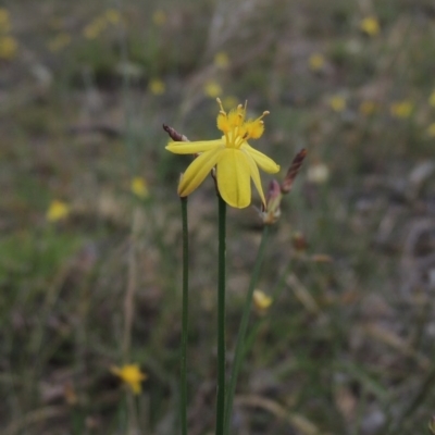 Tricoryne elatior (Yellow Rush Lily) at Tennent, ACT - 11 Nov 2014 by MichaelBedingfield