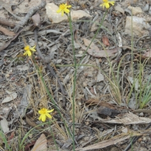 Tricoryne elatior at Tennent, ACT - 11 Nov 2014