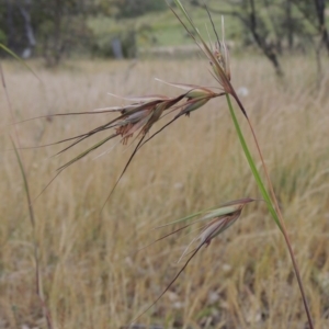 Themeda triandra at Tennent, ACT - 11 Nov 2014 05:14 PM