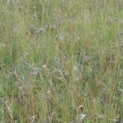 Themeda triandra at Tennent, ACT - 11 Nov 2014 05:14 PM