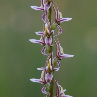Prasophyllum petilum (Tarengo Leek Orchid) at Hall Cemetery - 16 Oct 2014 by TobiasHayashi