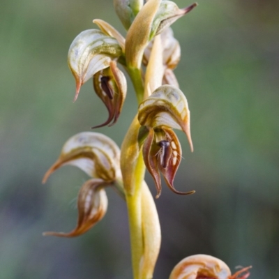 Oligochaetochilus hamatus (Southern Hooked Rustyhood) at  - 25 Oct 2014 by TobiasHayashi