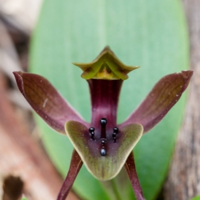 Chiloglottis valida (Large Bird Orchid) at Black Mountain - 9 Oct 2014 by TobiasHayashi