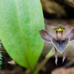 Chiloglottis valida (Large Bird Orchid) at Namadgi National Park - 14 Nov 2014 by TobiasHayashi