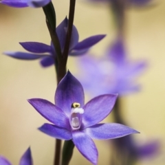 Thelymitra alpina (Mountain Sun Orchid) at Brindabella, NSW - 14 Nov 2014 by TobiasHayashi