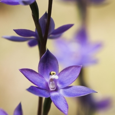 Thelymitra alpina (Mountain Sun Orchid) at Brindabella, NSW - 13 Nov 2014 by TobiasHayashi